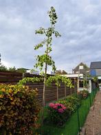 2 Ginkgo bomen, Tuin en Terras, Bloeit niet, Overige soorten, 250 tot 400 cm, Ophalen