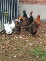 Kippen te koop !!!, Dieren en Toebehoren, Pluimvee