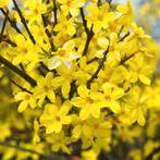 Mooie jasmijnstruikjes beschikbaar (gele bloemen), Winter, Vaste plant, Overige soorten, Ophalen