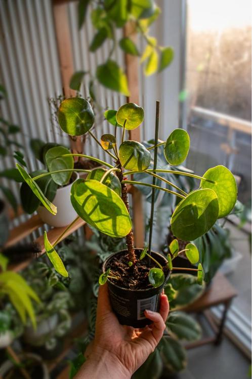 Pilea Peperomioides - Pannenkoekenplant #1, Huis en Inrichting, Kamerplanten, Overige soorten, Minder dan 100 cm, Groene kamerplant