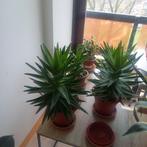 Vetplant, Maison & Meubles, Plantes d'intérieur, Enlèvement, Plante succulente