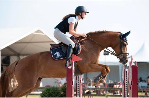 10 jarige merrie, Dieren en Toebehoren, Paarden, Merrie, L, 160 tot 165 cm, 7 tot 10 jaar, Springpaard, Met stamboom, Gechipt