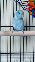 Forpus - 2 jaar, Sexe inconnu, Perroquet nain ou Inséparable, Bagué