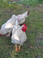 Haan en twee jonge haantjes drie stuk samen 10 €, Dieren en Toebehoren, Pluimvee