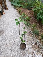 Vijgenboom brown turkey, Tuin en Terras, Ophalen