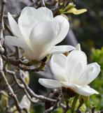 Magnolia soul. alba-zuiverwitte lichtgeurende bloem !!, Tuin en Terras, Planten | Tuinplanten, Ophalen of Verzenden