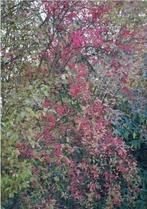 Wilde kardinaalsmuts - Euonymus europaeus (struik), Ophalen, Struik