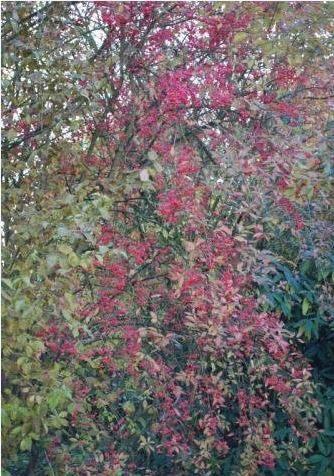 Wilde kardinaalsmuts - Euonymus europaeus (struik), Tuin en Terras, Planten | Struiken en Hagen, Struik, Ophalen