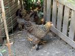 Brahma kippen jonge dieren, Dieren en Toebehoren, Pluimvee
