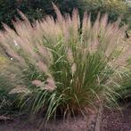 Diamantgras / Calamagrostis brachytricha, Ophalen, Winter