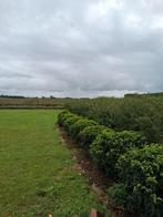 Prunus lusitanica Angustifolia BOL, Enlèvement, Laurier, Arbuste, Moins de 100 cm