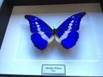 Véritable papillon Morpho Helena du Pérou naturalisé cadre, Insecte, Animal empaillé, Enlèvement ou Envoi, Neuf