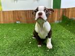 Boston Terrier pups - Chocolat en Wit, Dieren en Toebehoren, CDV (hondenziekte), Meerdere, 8 tot 15 weken, Meerdere dieren