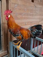 Fokhaan leghorn porselein, Dieren en Toebehoren, Pluimvee