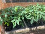 Tomaten plantjes, Jardin & Terrasse, Plantes | Jardin, Enlèvement ou Envoi, Plantes potagères