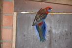 Penanten Rood pastel poppen, Vrouwelijk, Parkiet, Geringd