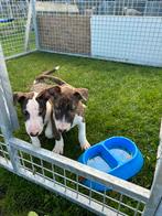 Chiots Bull Terrier, 15 semaines à 1 an, Étranger, Parvovirose, Chienne