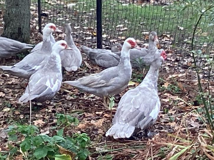 Barbarieeenden, Dieren en Toebehoren, Pluimvee, Eend, Meerdere dieren