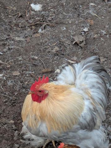 Cochin kriel haantje