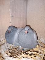 Koppel jongen !!!! 2026 !!!! VERKOCHT !!, Dieren en Toebehoren, Vogels | Duiven