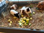 4 cavia’s, 2 zeugjes en 2 beertjes, Dieren en Toebehoren, Knaagdieren, Cavia, Vrouwelijk, Tam, Oktober