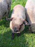 Hamshire bok