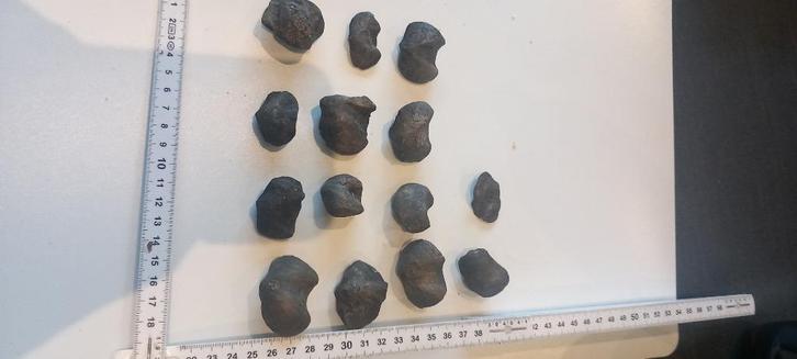 fossielen spiriferen (NR5), Verzamelen, Mineralen en Fossielen, Fossiel, Ophalen of Verzenden