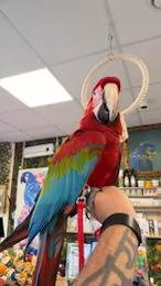 Gezocht groenvleugel pop, Dieren en Toebehoren, Mannelijk, Papegaai, Geringd