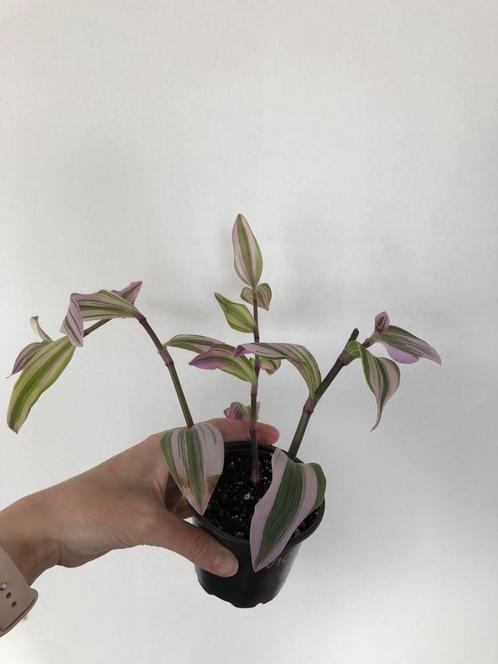 Tradescantia Nanouk (2), Huis en Inrichting, Kamerplanten, Ophalen