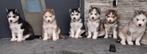 Siberische husky pups, Dieren en Toebehoren, 15 weken tot 1 jaar, Buitenland, Poolhond, Parvo