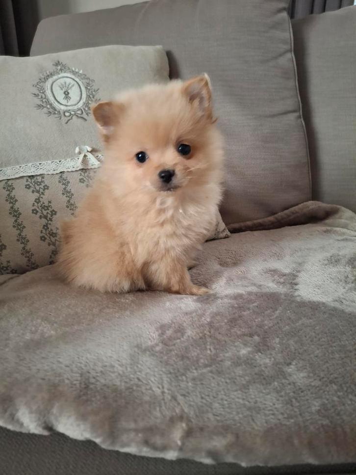 Mooie Pomeriaan/Dwergkees pups, Dieren en Toebehoren, Honden | Poolhonden, Keeshonden en Oertypen, Meerdere dieren, Overige rassen