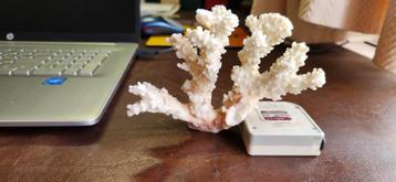 Corail blanc fossile branche 10 x 15 cm disponible aux enchères