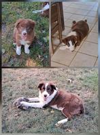 Bruin-witte bordershep pups op boerderij geboren ouders aanw, België, CDV (hondenziekte), 8 tot 15 weken, Collie