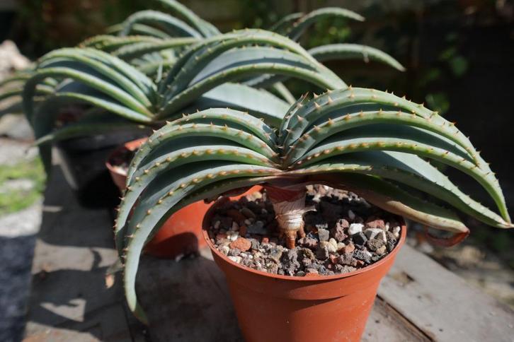 Aloe suprafoliata - Boek Aloe - Zuid Afrika, Huis en Inrichting, Kamerplanten, Vetplant, Minder dan 100 cm, Groene kamerplant