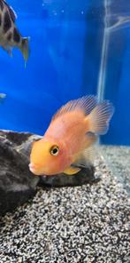 Malawi mix en 1 mannelijke papegaai vis te koop, Vis