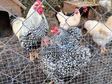 Broedeieren legkip, wyandotte, zijdehoen, Brakel beschikbaar voor biedingen