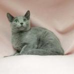 Bleu Russe (femelles) chatons à vendre, Animaux & Accessoires, Chatte ou Chat, Vermifugé, 0 à 2 ans