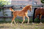 Hengstveulen van Morricone, Dieren en Toebehoren, Paarden, Z