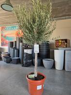 Olijfboom Olea Europaea, Ophalen, Olijfboom