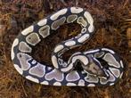 Axanthic VPI 100% het clown 50% het pied ball python, Slang, 0 tot 2 jaar