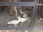 Een toom barberie eenden, Dieren en Toebehoren, Pluimvee
