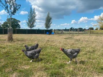 Trio Mechelse hoen, kleurslag koekoek beschikbaar voor biedingen
