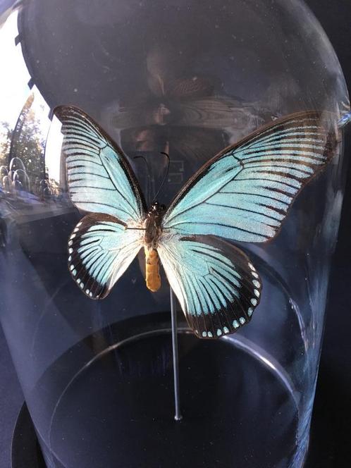 Véritable Papillon Exotique Papilio Zalmoxis sous cloche, Collections, Collections Animaux, Neuf, Animal empaillé, Insecte, Enlèvement ou Envoi