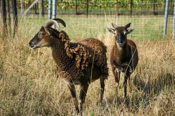 2 Soay schapen (ooien) beschikbaar voor biedingen