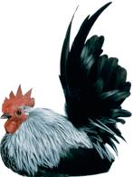 Show Chabos avec 7 nanas, Plusieurs animaux, Poule ou poulet