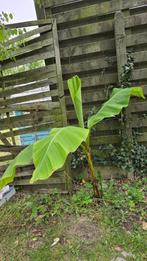 Banan plant, Tuin en Terras, Planten | Tuinplanten, Ophalen