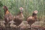 Araucana, Dieren en Toebehoren, Meerdere dieren, Kip