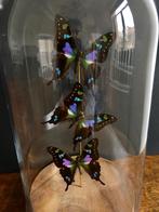 Envolée de 3 Papillons Exotiques Graphium Weiskei sous globe, Insecte, Animal empaillé, Enlèvement ou Envoi, Neuf