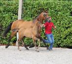 Hengstveulen dressuur, Dieren en Toebehoren, Hengst, Dressuurpaard, Gechipt, 0 tot 2 jaar