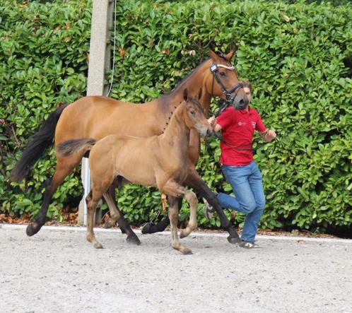 Hengstveulen dressuur, Dieren en Toebehoren, Paarden, Hengst, 0 tot 2 jaar, Dressuurpaard, Met stamboom, Gechipt, Ontwormd, Ingeënt